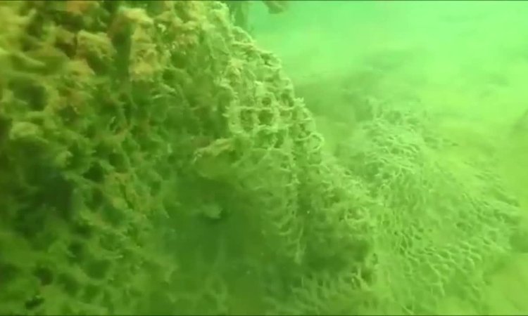 dying coral covered in algae